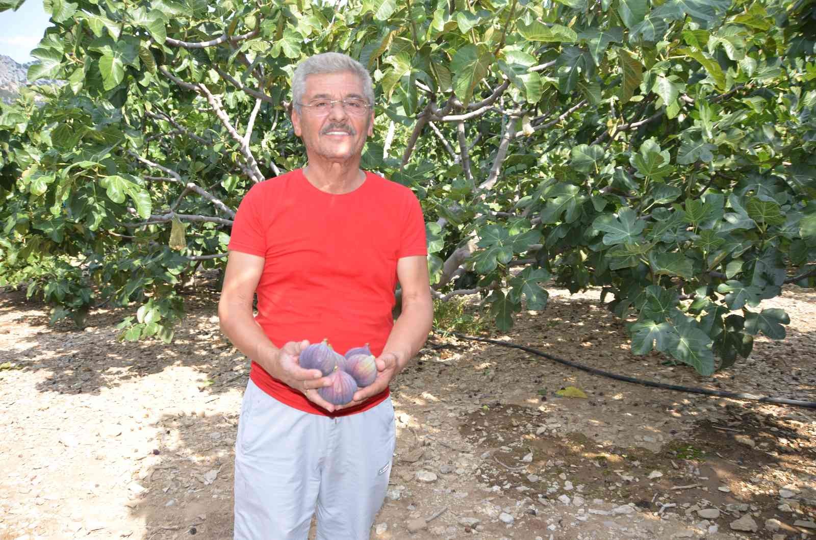 İbradı ilçesi Ürünlü köyünde yetişen siyah incirde hasat dönemi tamamlandı.