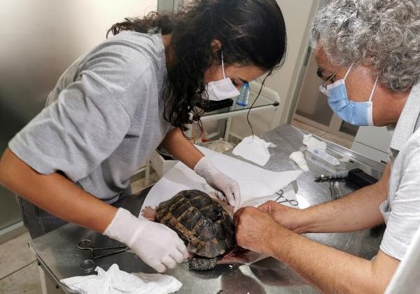  İki gün yaşam mücadelesi veren kaplumbağa hayata tutunamadı.