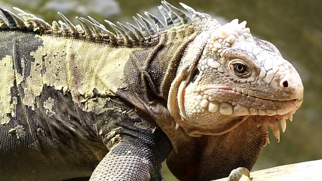 İstanbul'un göbeğinde dev gibi iguana bulundu!