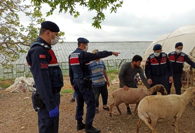 Jandarma kayıp koyunları buldu