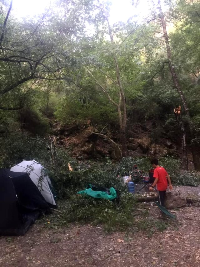 Kampçıların üzerine ağaç devrildi: 1'i ağır 4 yaralı