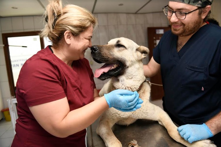 KAMYONET ARKASINDA SÜRÜKLENEN KÖPEK MURATPAŞA’DA TEDAVİYE ALINDI