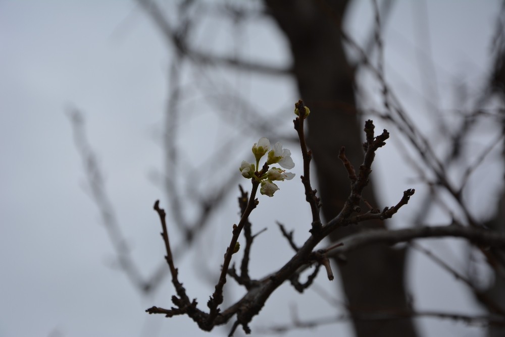 Kar içinde çiçek açan erik ağacı