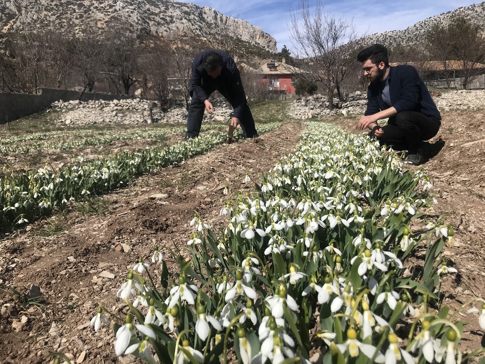 Kardelen soğanlarının, tarım arazilerinde çoğaltılarak Avrupa ülkelerine ihraç edilmesi hedefleniyor.