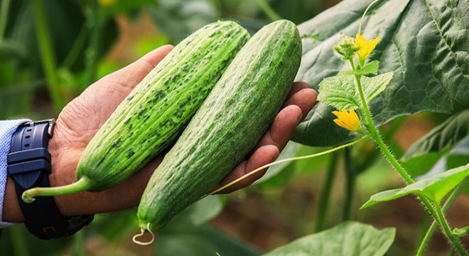 KAVUNGİLLER AİLESİNİN ACURU, AVRUPA'NIN SALATALIĞI OLDU