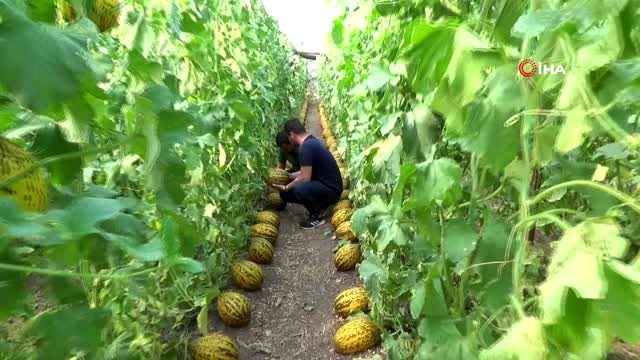 Kavunlarını simetrik şekilde sıraladığı görüntüler sosyal medyada ilgi gördü