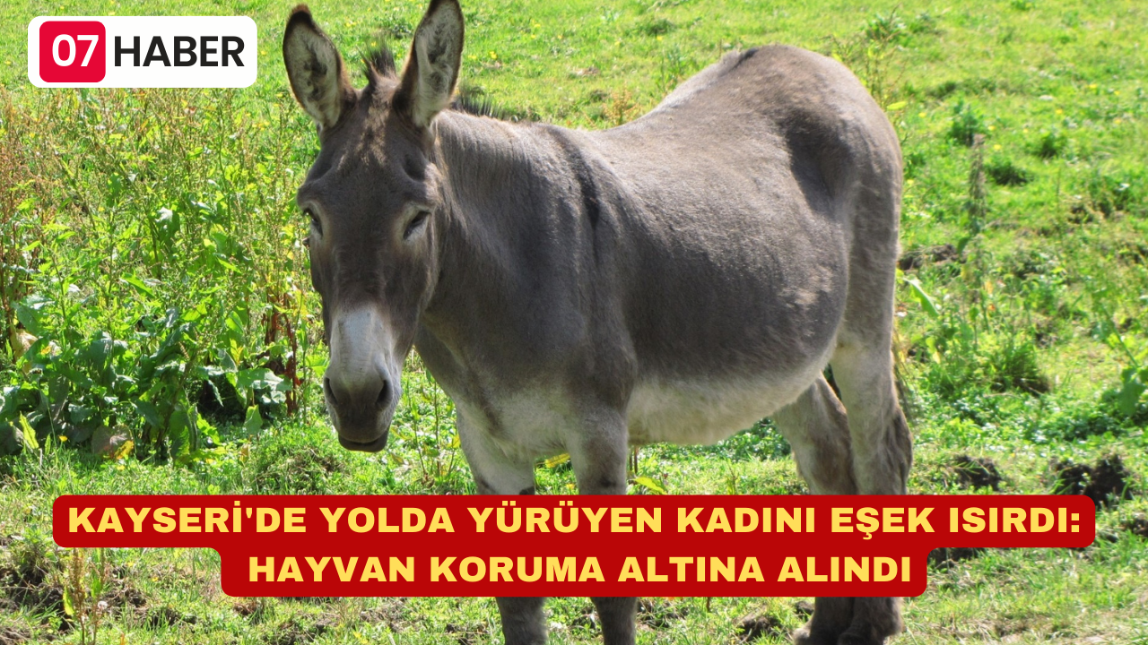 KAYSERİ'DE YOLDA YÜRÜYEN KADINI EŞEK ISIRDI: HAYVAN KORUMA ALTINA ALINDI