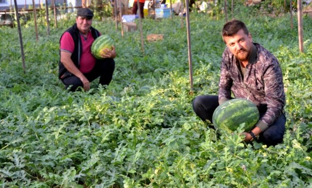 Kekik kokulu karpuz üretti, sipariş patladı.