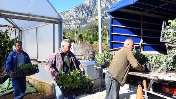 KEMER Belediyesi  park, bahçe ve meydanlarda kullanılan bitkileri kendi seralarında üreterek tasarruf ediyor.