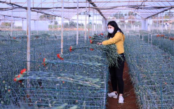 Kesme çiçek ihracatında geçen yılki rakamlara ulaşıldı