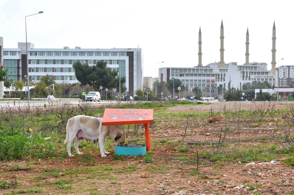 Konyaaltı Belediyesi’nden sokak hayvanları için beslenme odağı