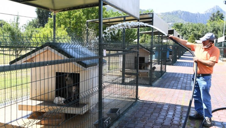 Konyaaltı’nda köpekler banyo seanslarıyla serinliyor