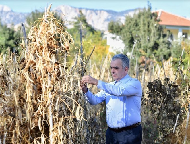 KONYAALTI ÖRNEK OLDU, FASULYEDE ÜRETİM ARTTI