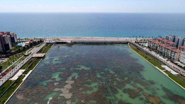 Konyaaltı plajına dökülen Boğaçayı yosunla kaplandı