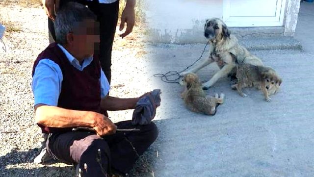 Köpeğe tecavüz ederken suçüstü yakalandı!