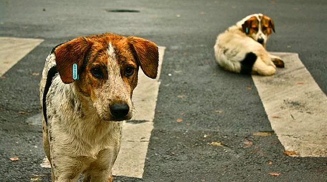 Köpeğe tecavüz edilirken yakalanan 60 yaşındaki sapık gözaltına alındı