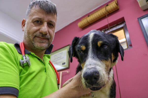  köpeği Yavuz Özcan Parkı'nda hedef tahtası yapmışlar