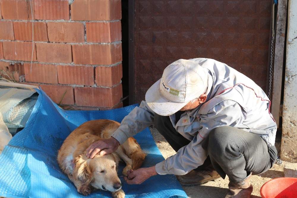  Köpeğinin başka köpeklerle kavga ettiğini düşünen vatandaş, veterinere götürünce vurulduğunu öğrendi.