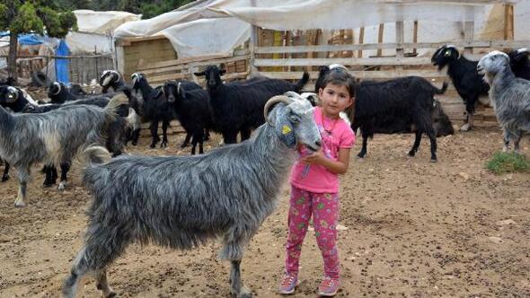 Korkuteli'de kurbanlık satışı başladı