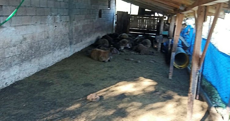Korkuteli ilçesinde  ağıla giren kurt sürüsü ağıldaki 25 koyunu telef etti