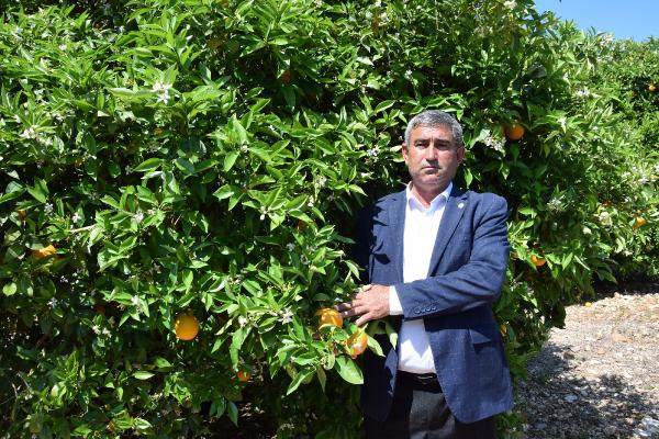 KUMLUCA Ziraat Odası Başkanı Hidayet Kökce, portakal üreticilerini sigorta yaptırmaları konusunda uyardı.