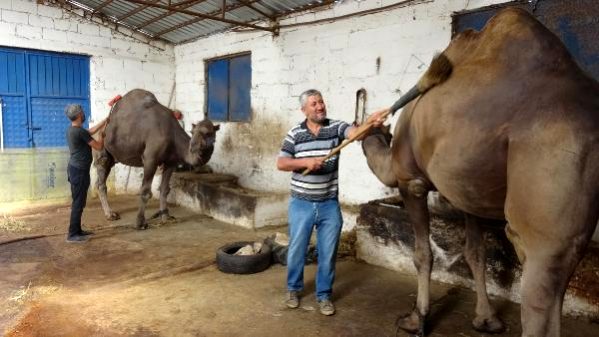 Kurbanlık deve fiyatı, 12 bin liradan başlıyor