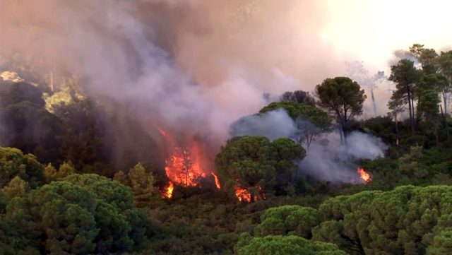 Maltepe'de ormanlık alanda yangın çıktı! İtfaiye ekiplerinin müdahalesi sürüyor