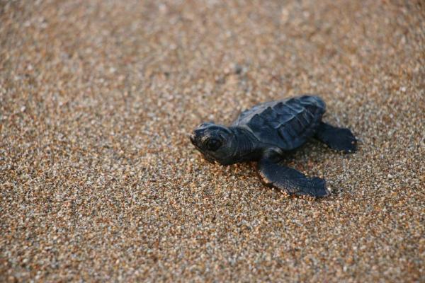 Manavgat'ta bu yıl 150 binin üzerinde caretta caretta yavrusu denize ulaştı