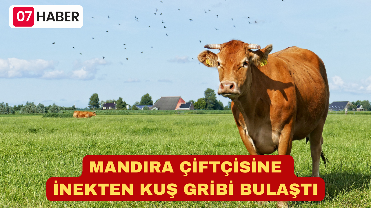 MANDIRA ÇİFTÇİSİNE İNEKTEN KUŞ GRİBİ BULAŞTI