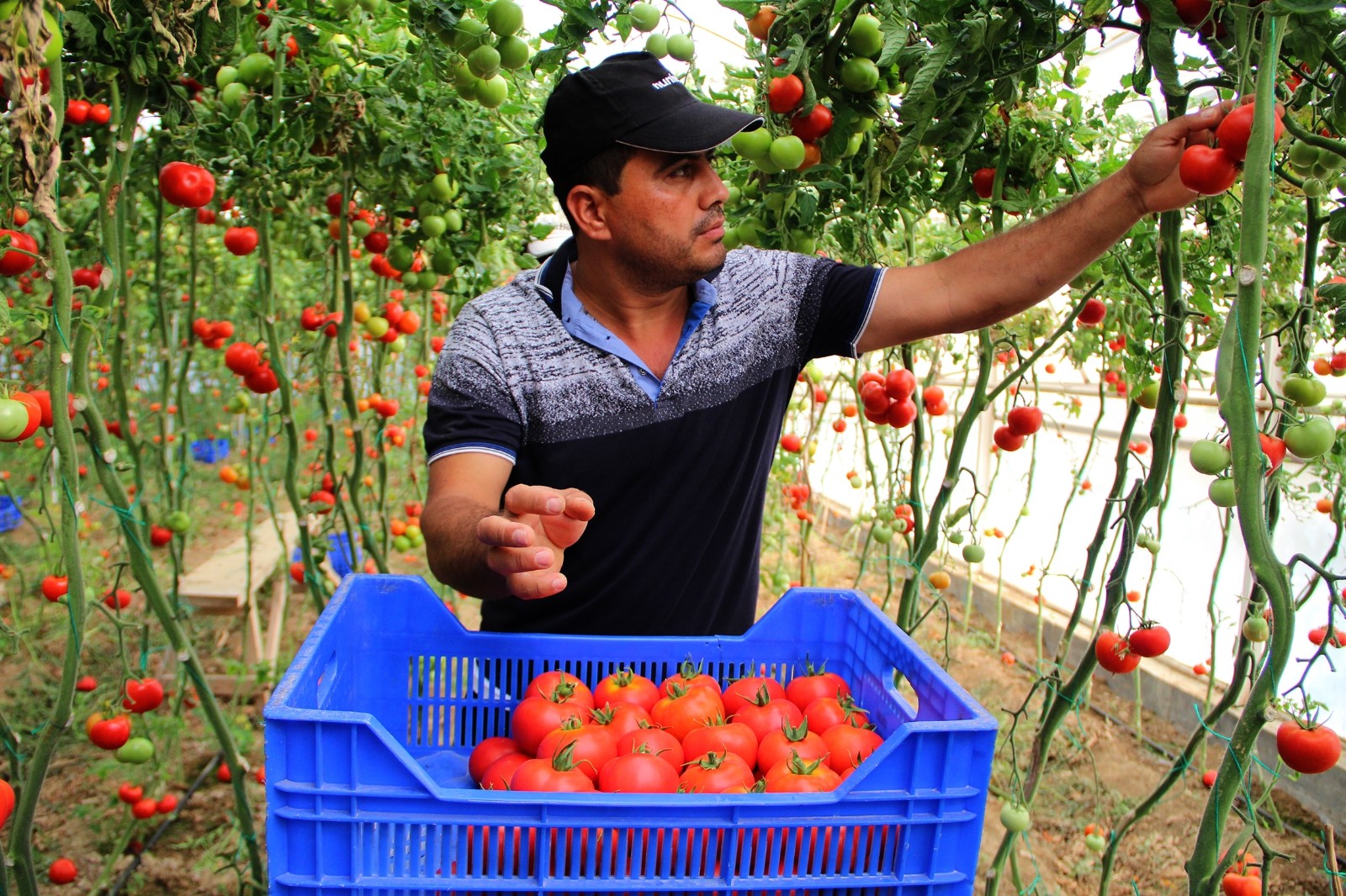 Markette  8-10 lira olan domates toptancı halinde 1-1,5 TL 