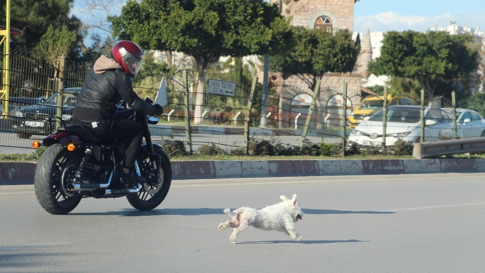 Minik  süs köpeği  Atatürk Bulvarı üzerinde trafiği adeta birbirine kattı.