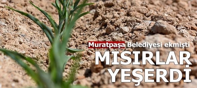 Mısırlar yeşerdi