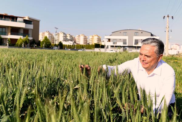 Muratpaşa Belediyesi'nin  45 dönüm alanda ektiği buğdaylar başak verdi. 