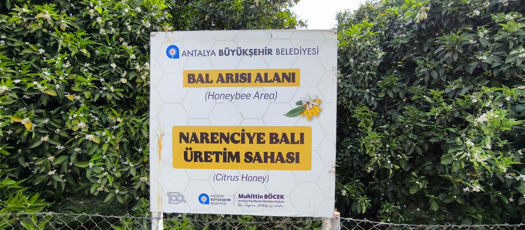 Narenciye balı koruma altında