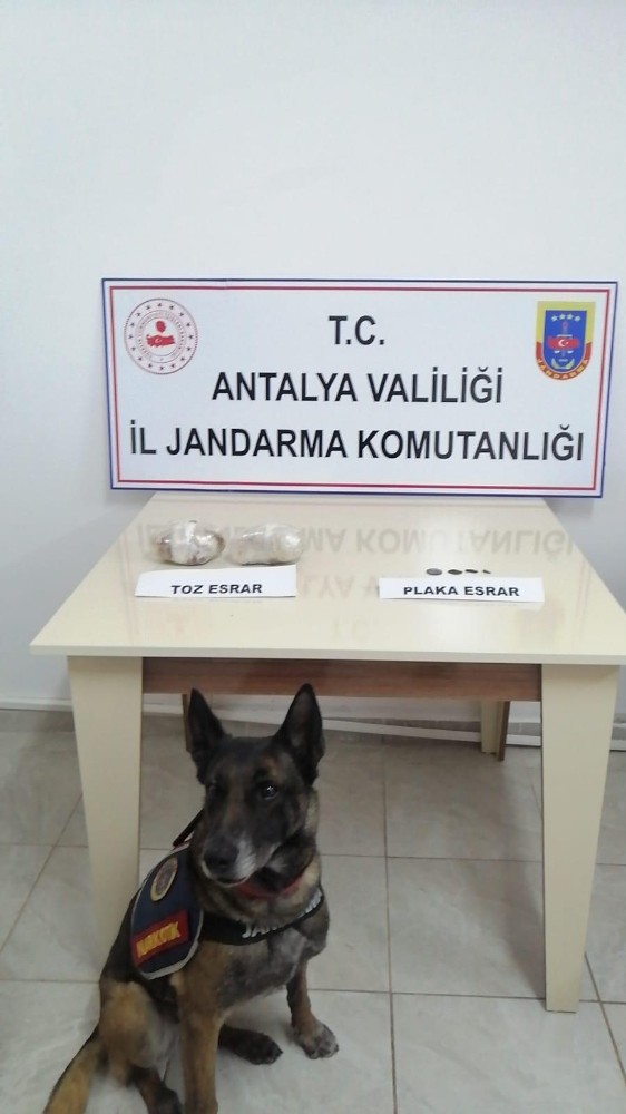 Narkotik köpeğinin tepki verdiği yolcunun üzerinden uyuşturucu çıktı