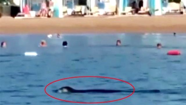 Nesli tükenen Akdeniz foku, Antalya'da turistlerle yüzdü