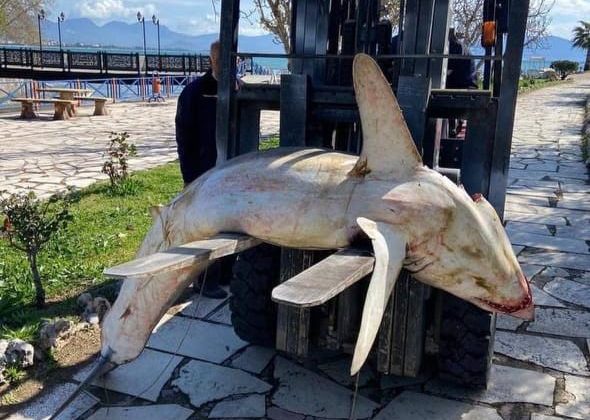 Nesli tükenme tehlikesi ile karşı karşıya olan Mako cinsi köpek balığı ölüsü sahile vurdu