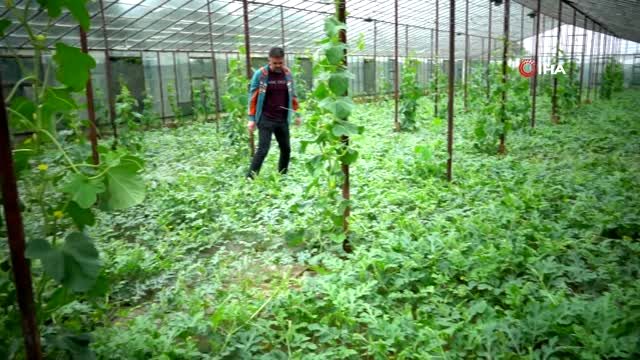 Organik sera karpuzunda hasat heyecanı