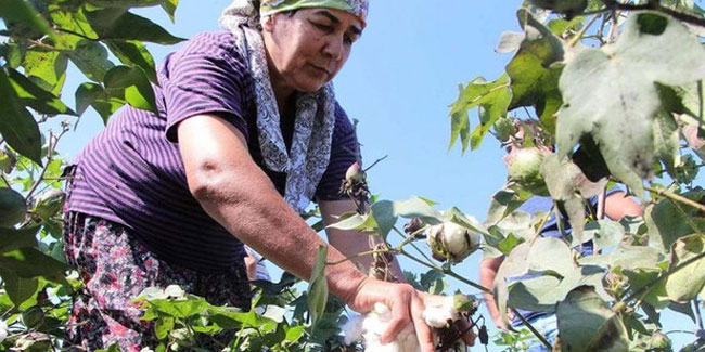 Peynirden sonra pamuğu da dışarıdan alacağız!