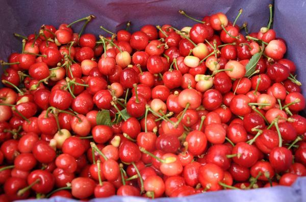 Rekoltede düşüş olsa da turfanda kirazın kilosu 50 liradan alıcı buluyor