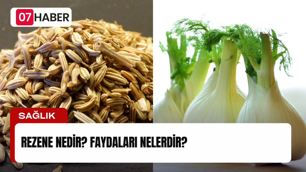 Rezene Nedir? Faydaları Nelerdir?