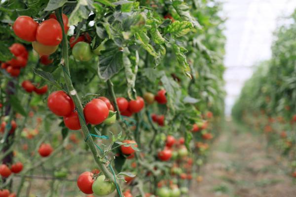 Rusya'nın Türkiye'den aldığı domates kotası 50 bin ton daha artırıldı