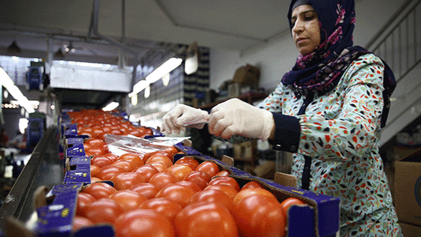 Rusya’nın Türkiye’ye uyguladığı domates kotasının 200 binden 250 bine çıkmasının ardından bölgeye domates sevkiyatı başladı. 