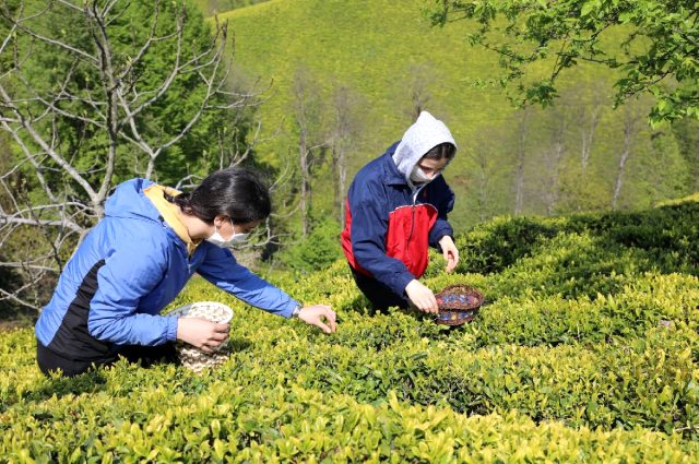 Sadece 4 ilimizde yetişiyor! Günde 500 gram toplayıp kilosunu 4.500 liradan satıyorlar