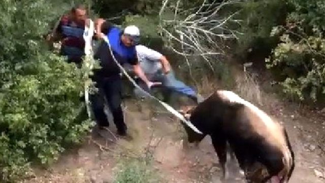 Sahibinin elinden kaçan boğa vatandaşı kovaladı