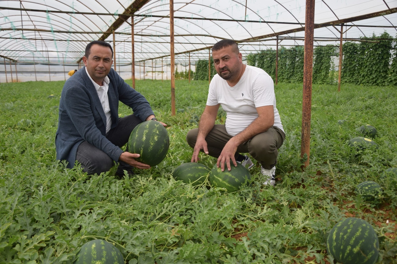 Serada yetişen karpuzun ilk hasadı başladı.Üreticinin yüzü gülüyor