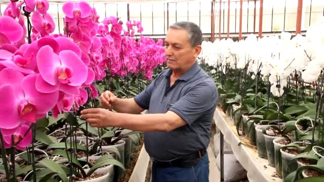 Serada yetiştirilen rengarenk orkideler sahiplerini bekliyor