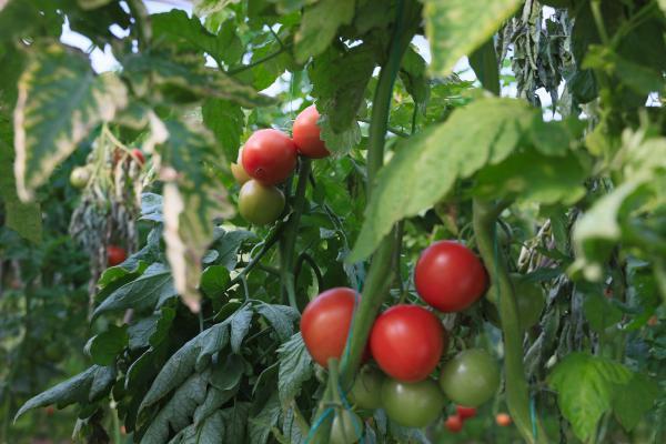 Seradan 2 liraya alınan domates markette 6 lira