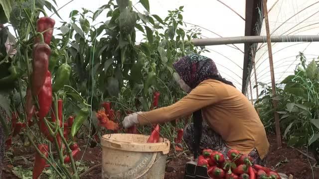 Seralarda üretim kısıtlamada da devam etti