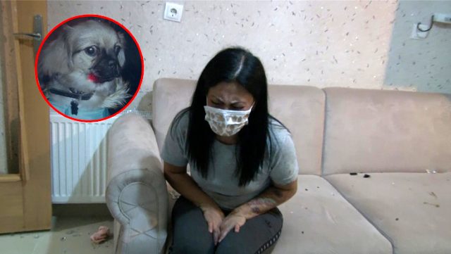 Şikayetini geri çekmeyen sevgilisinin köpeğini 5. kattan attı